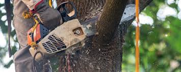 Best Tree Maintenance Programs  in Nemacolin, PA
