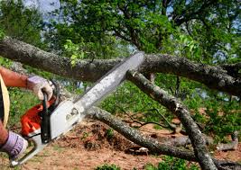 Best Tree Health Inspection  in Nemacolin, PA