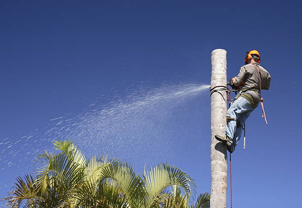 Best Aeration Services  in Nemacolin, PA