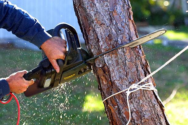 Best Pest Control for Lawns  in Nemacolin, PA