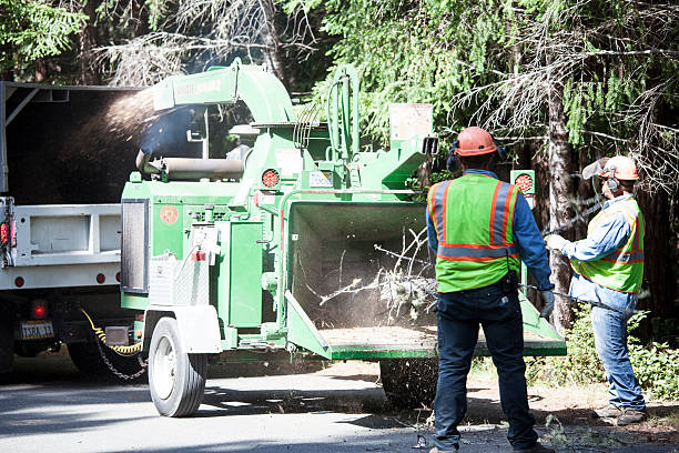 Leaf Removal in Nemacolin, PA