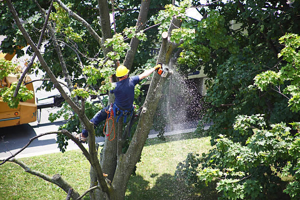  Nemacolin, PA Tree Care Pros