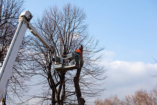 Best Emergency Tree Removal  in Nemacolin, PA