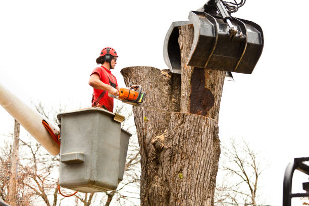 Best Tree Preservation Services  in Nemacolin, PA