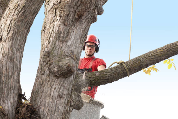 Best Tree Mulching  in Nemacolin, PA