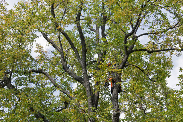 Best Arborist Consultation Services  in Nemacolin, PA