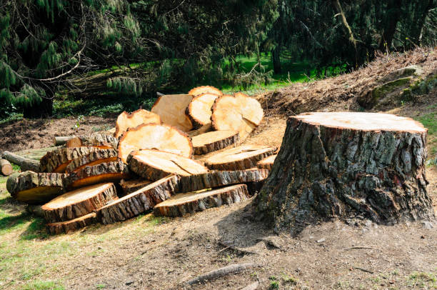 Best Tree Disease Treatment  in Nemacolin, PA